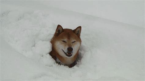 dog in snow gif